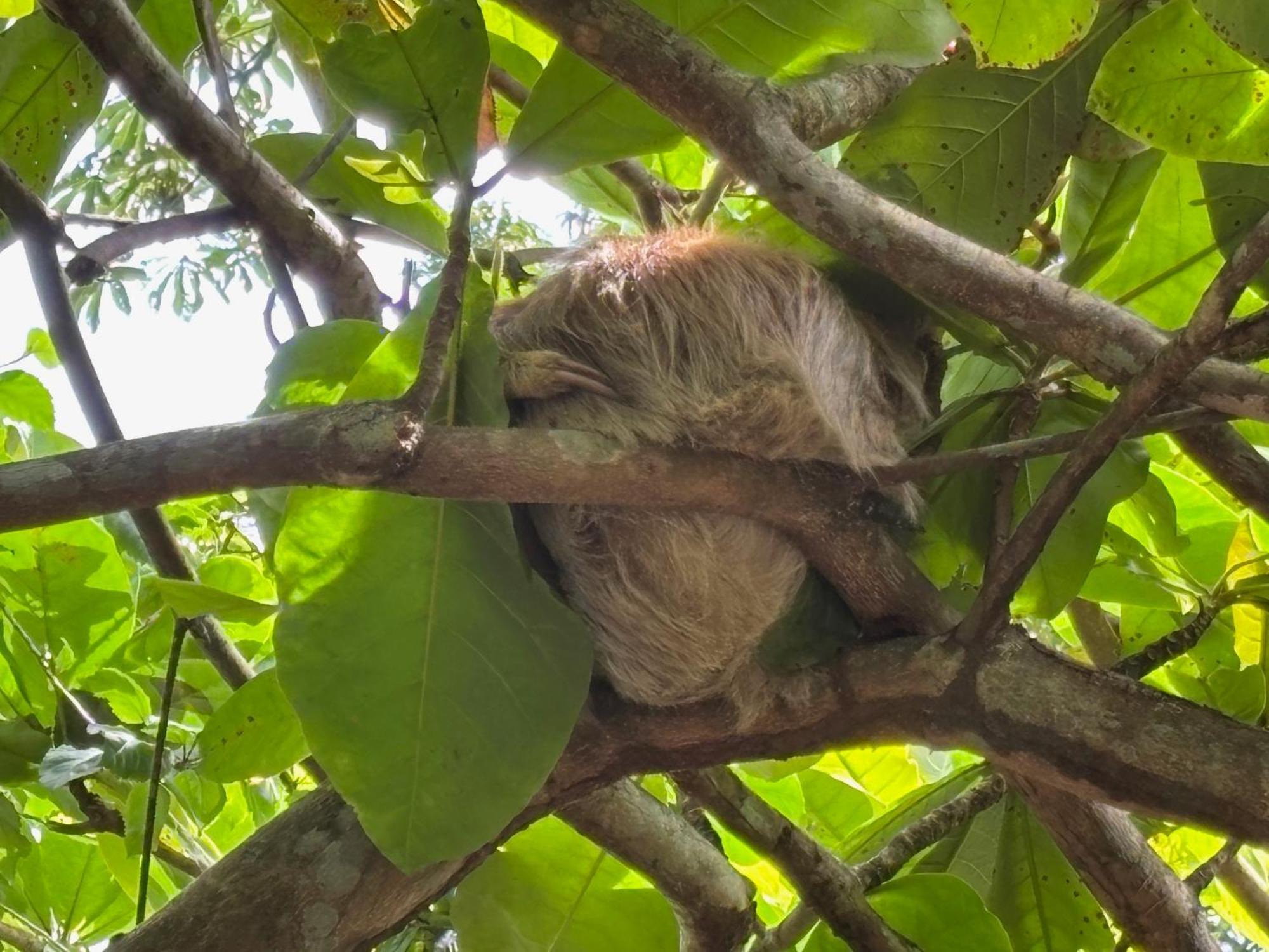 Hotel Suizo Loco Lodge & Resort Cahuita Zewnętrze zdjęcie