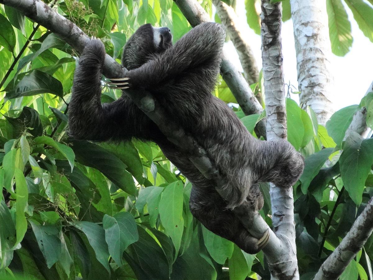 Hotel Suizo Loco Lodge & Resort Cahuita Zewnętrze zdjęcie